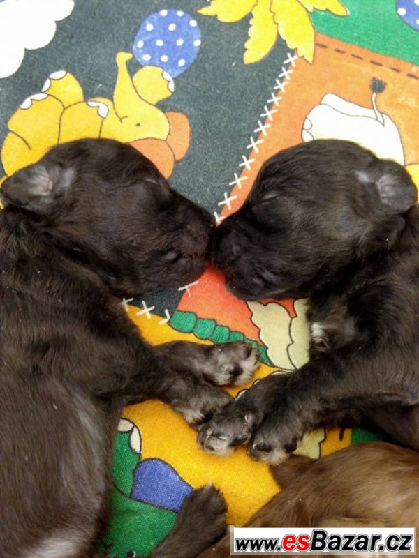 Bedlington teriér štěňata Bedlington teriér štěňata