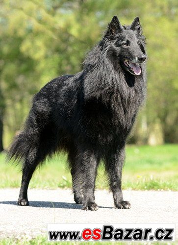 Belgický ovčák - pejsek Groenendael Belgický ovčák - pejsek Groenendael