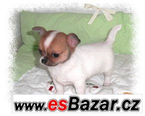 civava-bez-pp-mini