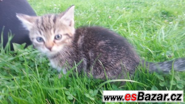 Čtyři vymazlená koťátka Čtyři vymazlená koťátka