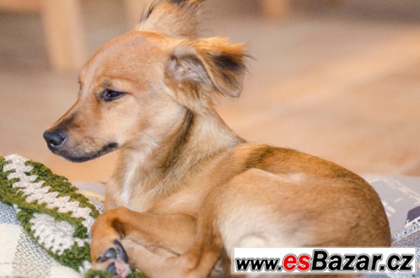 BAMBI - Kříženec malý - štěně