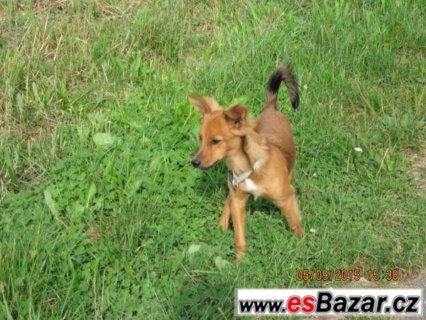 BAMBI - Kříženec malý - štěně BAMBI - Kříženec malý - štěně