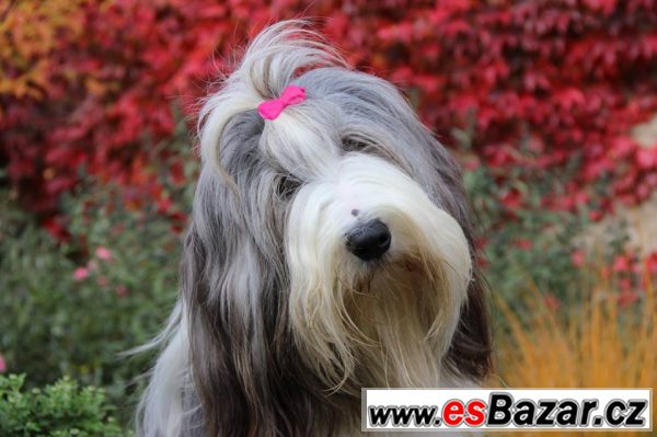 Bearded collie