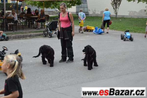 Briard - poslední dvě černé fenky