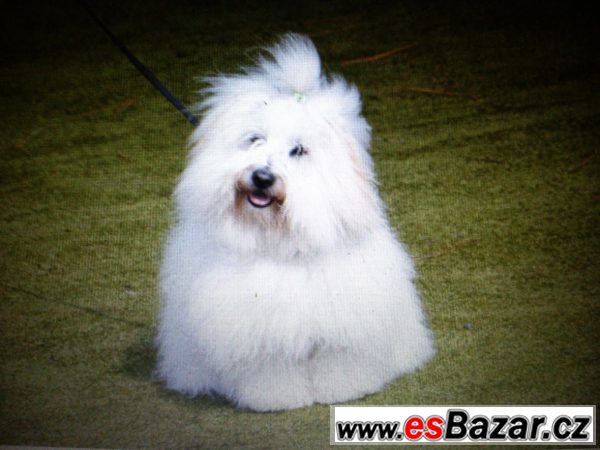 coton-de-tulear-pes-ke-kryti