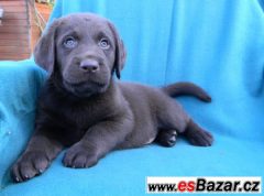 čokoládová štěňátka labradora s PP
