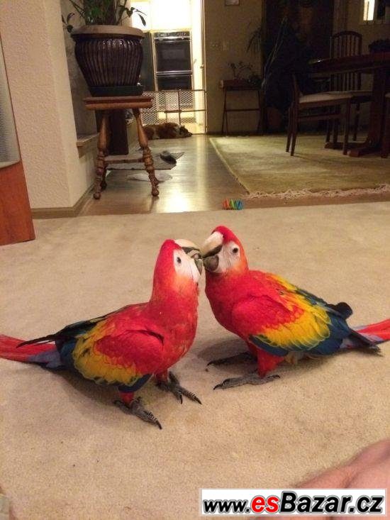 Ara papoušky