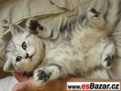Britský kocourek WHISKAS s PP