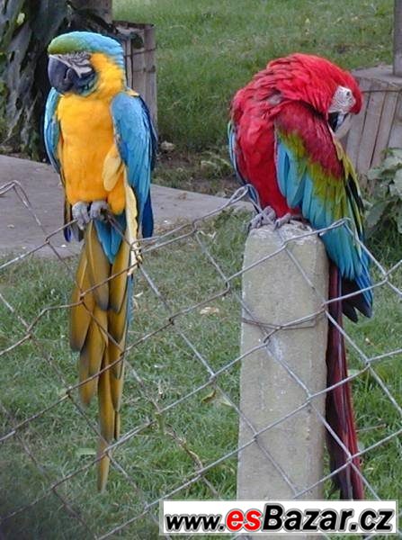 Ara papoušci DNA testována