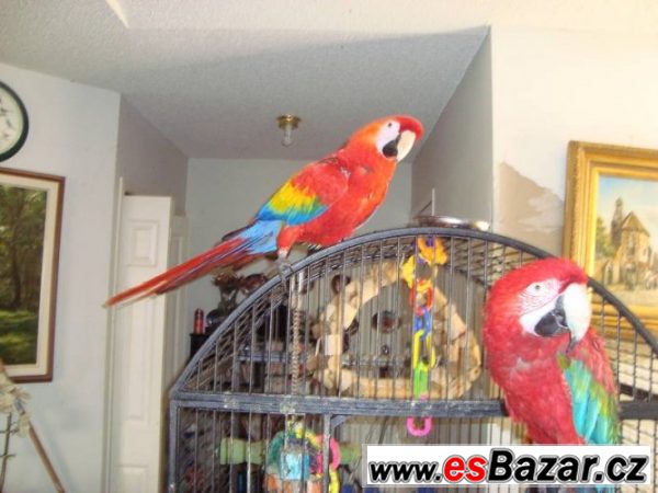 Ara papoušci DNA testována