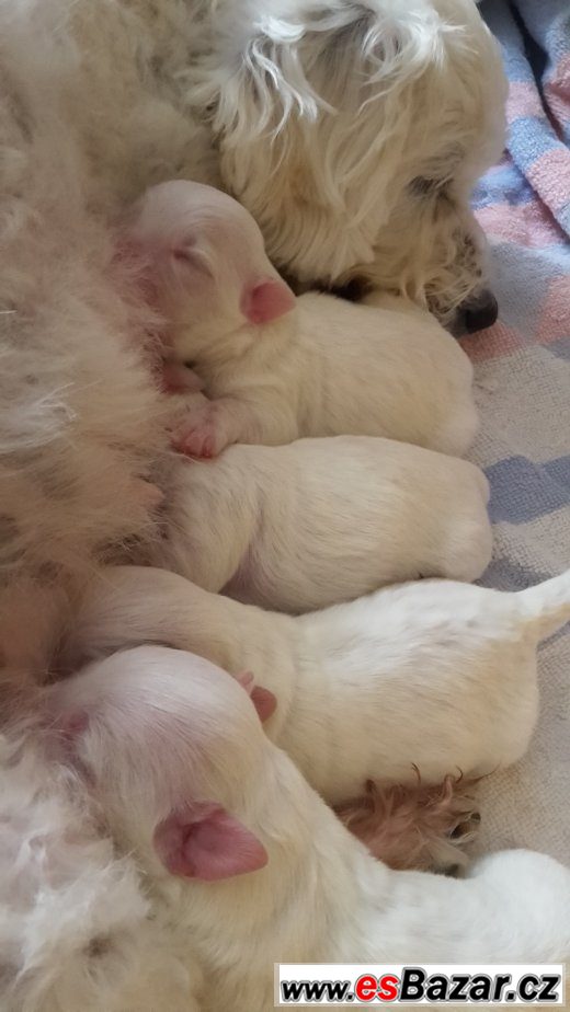 coton-de-tulear-stenatka