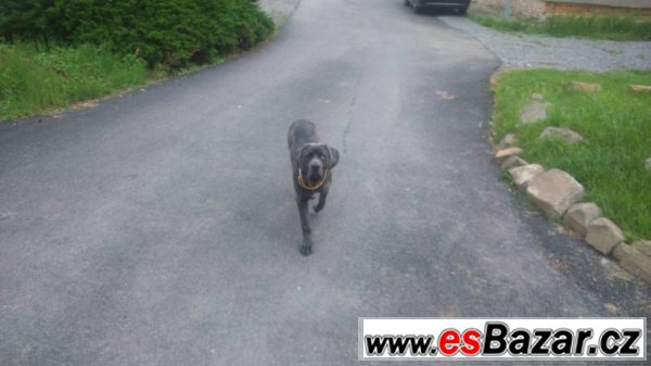 Fena Cane Corso