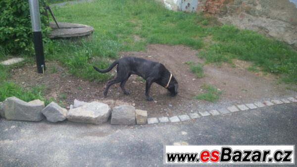 Fena Cane Corso