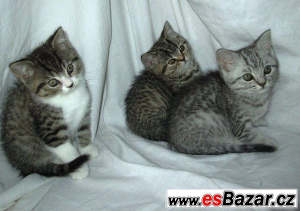 Britská koťata s PP stříbrná, zlatá