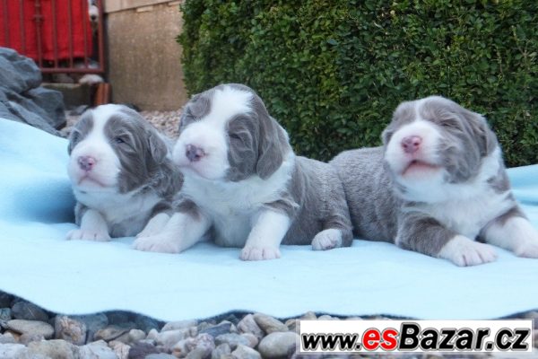 Bearded collie - štěňátka s PP