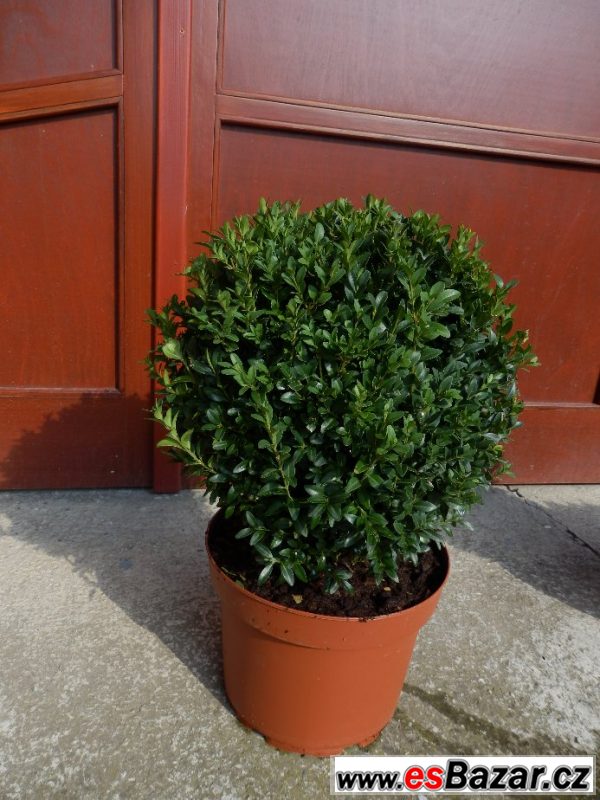 Buxus sempervirens, zimostráz