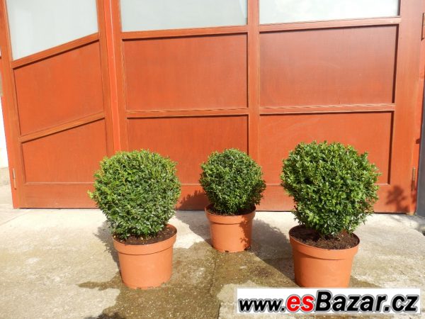 Buxus sempervirens, zimostráz