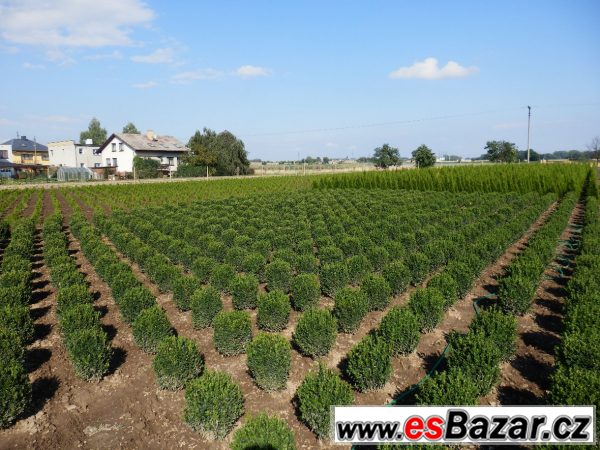 Buxus sempervirens, zimostráz