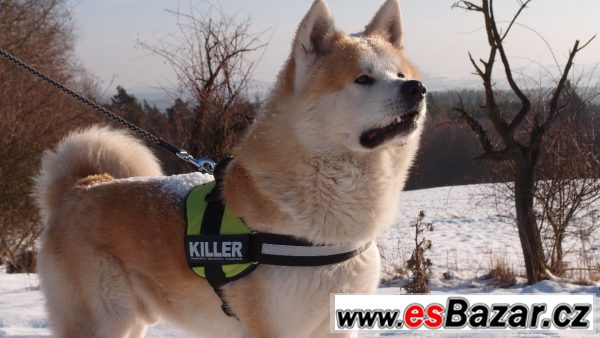 Akita Inu krycí pes