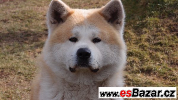 Akita Inu krycí pes