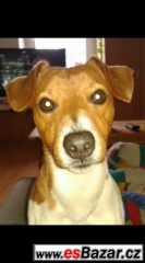 Daruji Jack Russella