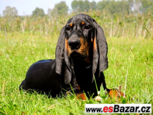Black and Tan Coonhound s PP