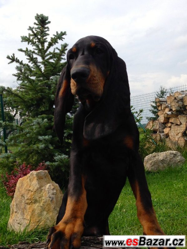 Black and Tan Coonhound s PP