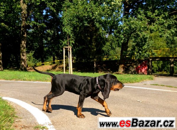 Black and Tan Coonhound s PP