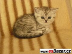 Britská kočička whiskas s PP levně