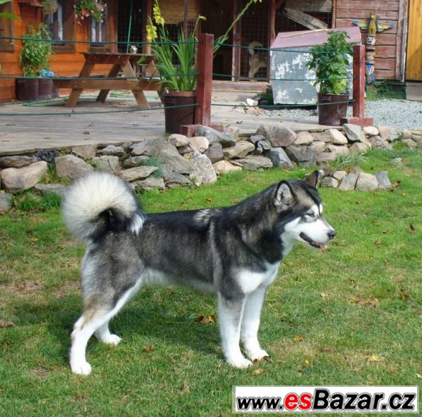 Aljašský malamut - štěně na prodej