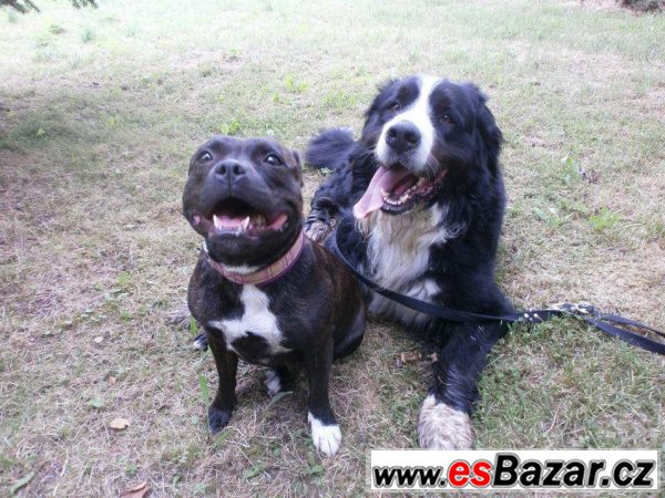 BSP Nero BSP Nero