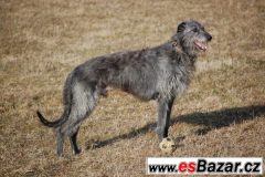 Deerhound - Skotský jelení pes