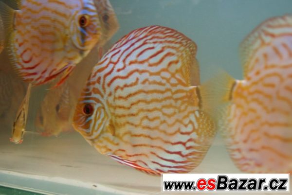 Discus-red tyrkys-terčovci levně