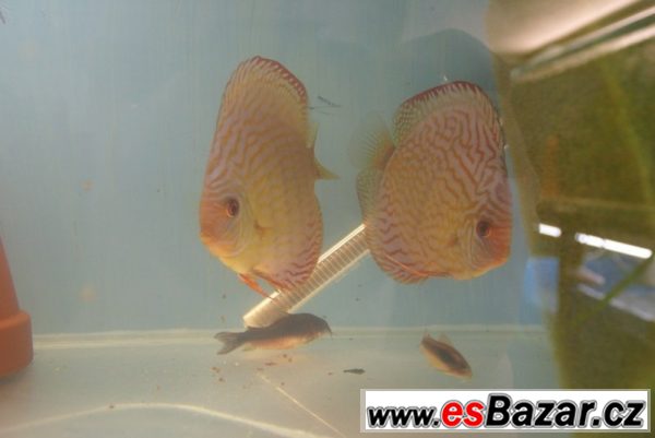 Discus-red tyrkys-terčovci levně