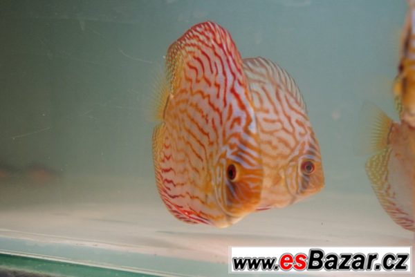 Discus-red tyrkys-terčovci levně