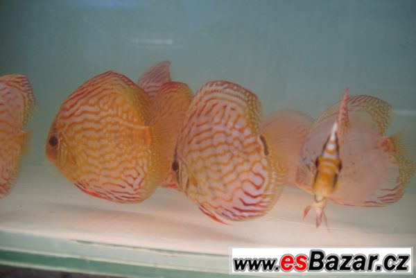 Discus-red tyrkys-terčovci levně