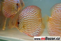 Discus-red tyrkys-terčovci levně