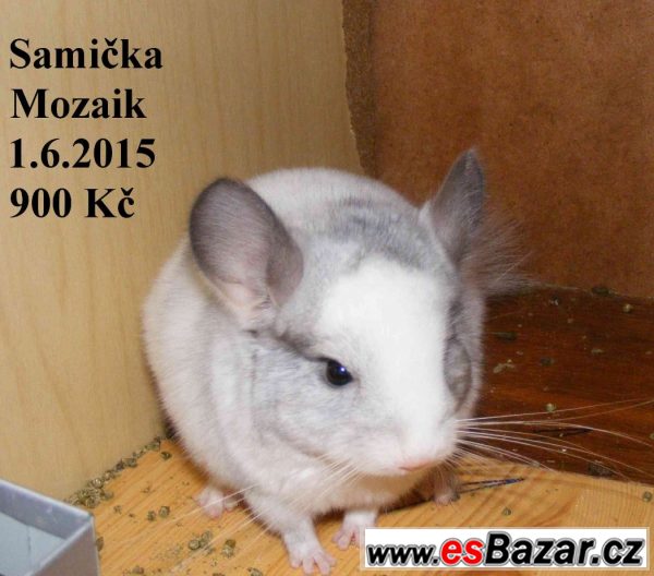 Barevné a standard činčily-31.8 BVV Barevné a standard činčily-31.8 BVV