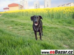 Daruji křížence labradora a vlčáka