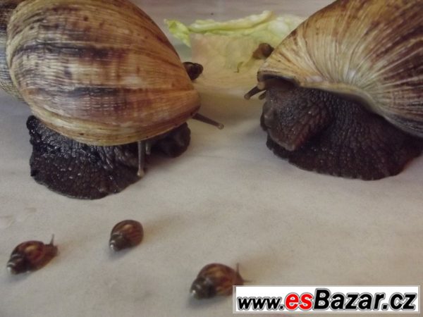 Achatina Reticulata