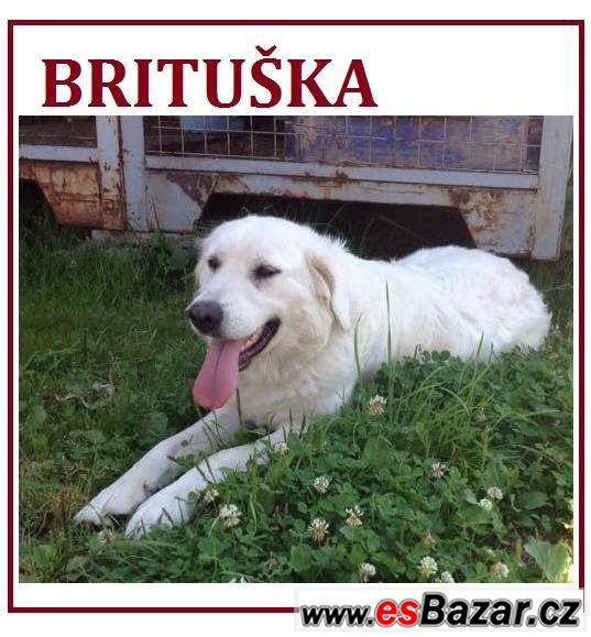 brituska-cuvac-fena