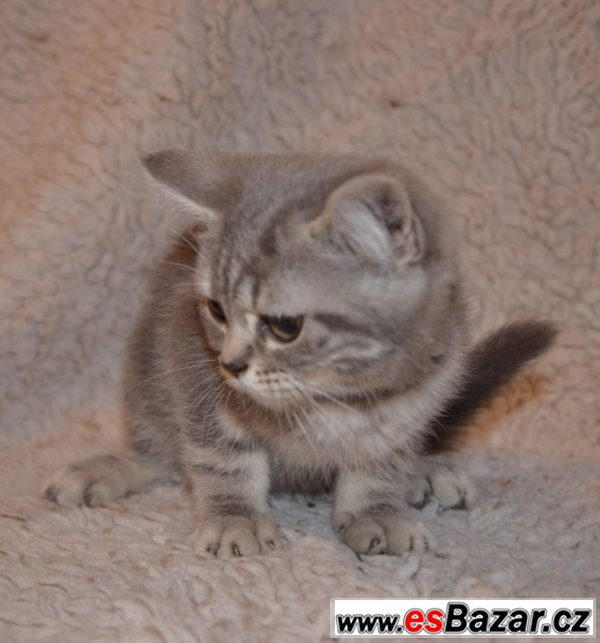 britka-whiskas-kote-britske-kocky