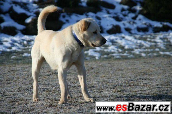 ares-labradorsky-retrivr-pes