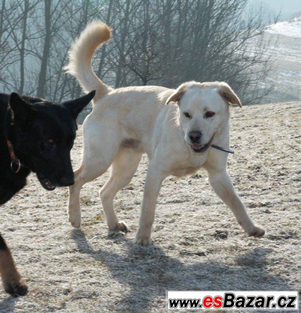 ARES - Labradorský retrívr - pes