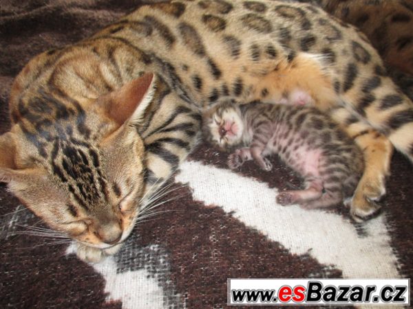 bengalske-kote