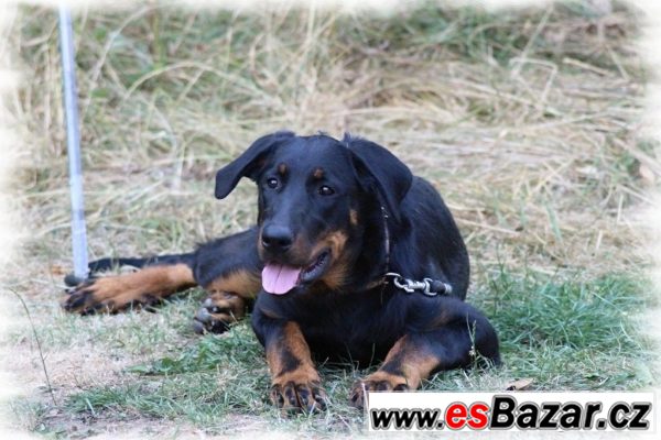 Beauceron - fenka na prodej