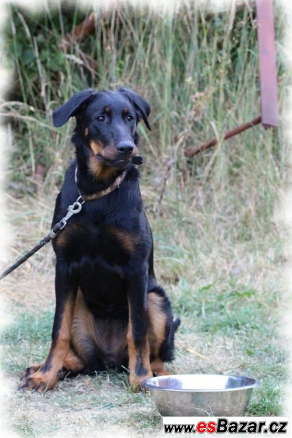 Beauceron - fenka na prodej