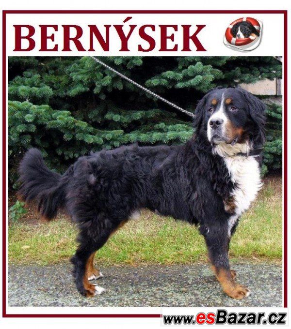 BERNÝSEK - Bernský salašnický pes