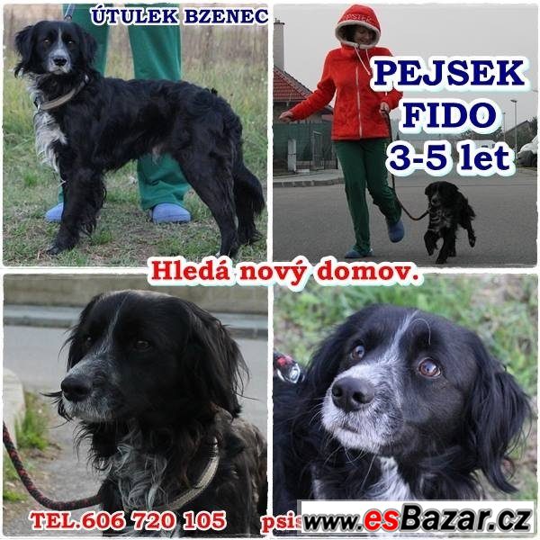 FIDO - Kříženec - pes