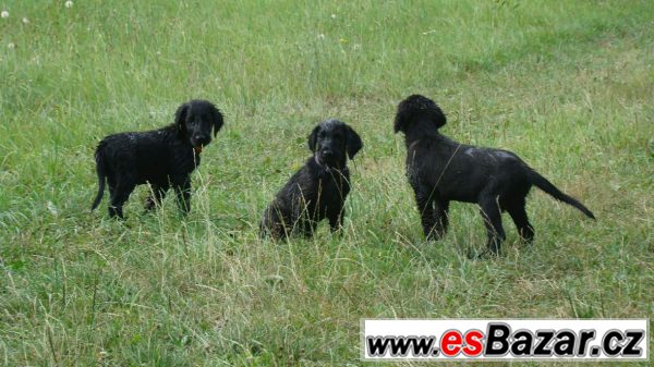 Flat coated retriver s PP černý klu